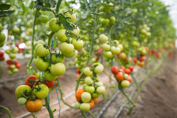 Rows of Tomatoes in a Greenhouse