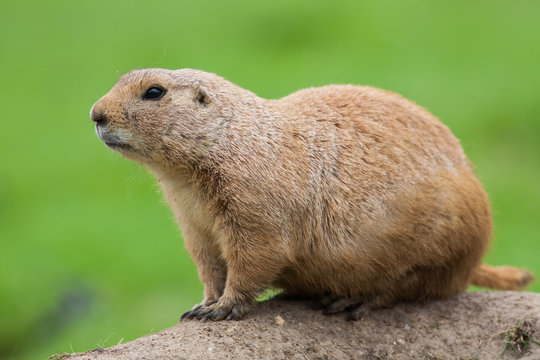 Prairie dog. Marmot rodent in close up isolated against plain green background.