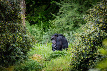 Schimpanse alleine im Dschungel