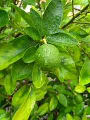 arbol de limón