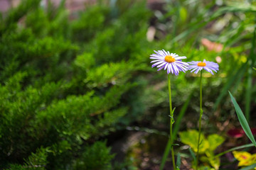 Two blue chamomile flowers in a garden. Light purple petals and yellow center