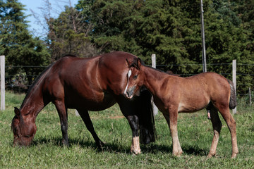 Fototapeta premium Cavalo Crioulo