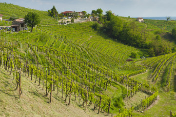 Fototapeta na wymiar View of vineyards from Valdobbiadene, Italy during spring