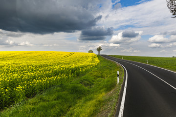 Obraz premium Rapsfeld an Landstrasse
