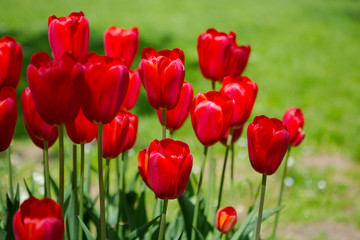 Red tulips blooming flowers field, green grass lawn in beautiful spring park. Springtime concept.