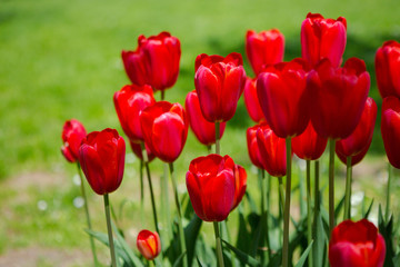 Red tulips blooming flowers field, green grass lawn in beautiful spring park. Springtime concept.