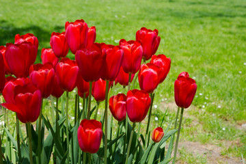 Red tulips blooming flowers field, green grass lawn in beautiful spring park. Springtime concept.