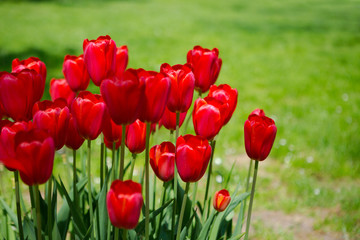 Red tulips blooming flowers field, green grass lawn in beautiful spring park. Springtime concept.