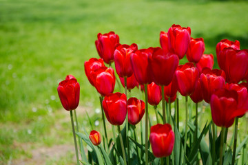 Obraz premium Red tulips blooming flowers field, green grass lawn in beautiful spring park. Springtime concept.