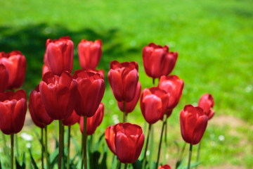 Red tulips blooming flowers field, green grass lawn in beautiful spring park. Springtime concept.