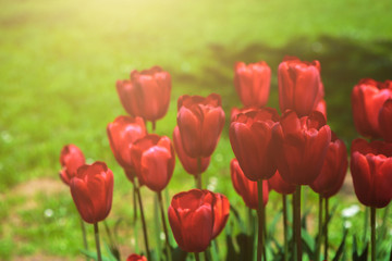 Red tulips blooming flowers field, green grass lawn in beautiful spring park. Springtime concept.