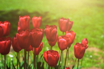 Red tulips blooming flowers field, green grass lawn in beautiful spring park. Springtime concept.