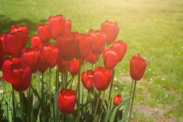 Red tulips blooming flowers field, green grass lawn in beautiful spring park. Springtime concept.