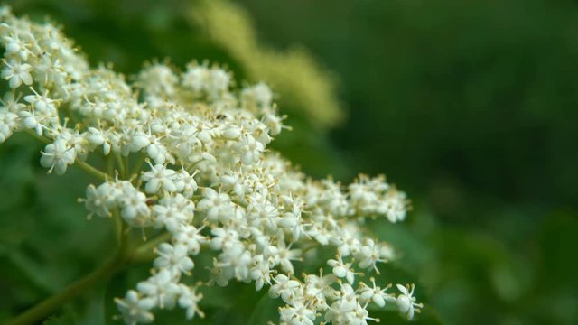 Elderberry flower (Sambucus nigra) blooming. Close-up of elder flowers in spring. Swaying Elder's flowers white inflorescence. Fluttering green leaves and branches in soft focus. 4k UHD
