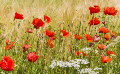 Poppy in Grain Field