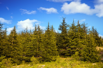 trees of Al Shouf Cedar Nature Reserve Barouk  in mount Lebanon Middle east