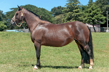 Obraz premium Cavalo Crioulo