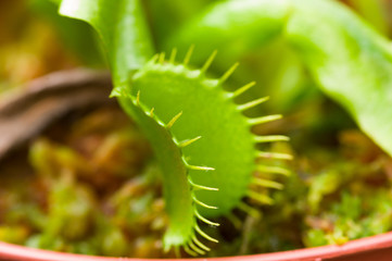 Exotic insect-eating predator flower Venus flytrap dionaea
