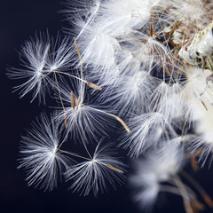 the dandelion with seeds ready for dispersal isolated on black background