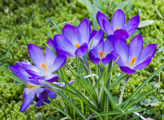 Purple Crocus in Garden