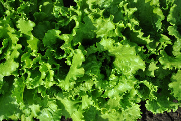 Lettuce plant growing in black earth, organic farming, row in the field, closeup