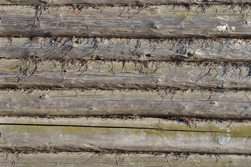 Old wood texture. Log wall