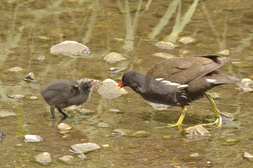 Adult moorhen feeding hungry chick in shallow rocky stream.