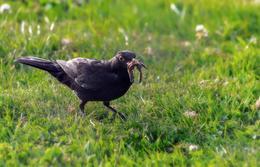 Before the bird dinner.
