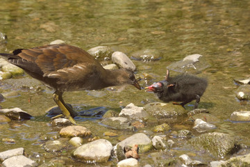 Juvenile moorhen feeding hungry chick in shallow rocky stream.