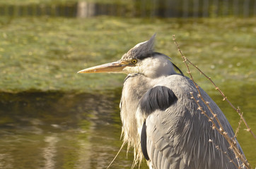 Close-up of grey heron.
