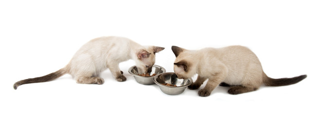 Two Siamese kittens eating from silver bowls, on white