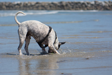 Pit Bull Fetching Ball at Beach