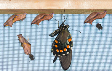Fototapeta premium A freshly eclosed Pipevine Swallowtail butterfly hanging down next to four uneclosed chrysalises, letting his wings fill out and dry