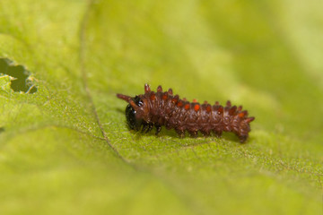 Small second instar Pipevine Swallowtail caterpillar on a Pipevine leaf