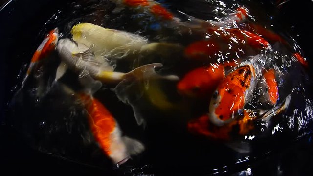 Japan Koi Carp,Colorful fancy fish