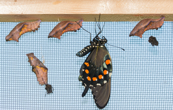 A freshly eclosed Pipevine Swallowtail butterfly hanging down next to four uneclosed chrysalises, letting his wings fill out and dry