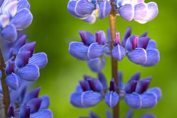 Fototapeta na wymiar Beautiful blue and violet lupines at the sunset. Macro photography