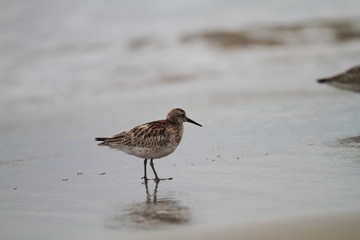 Great Knot (Calidris tenuirostris) in Japan