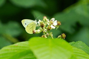 White and green butterfly sitting on white blossom