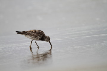 Great Knot (Calidris tenuirostris) in Japan
