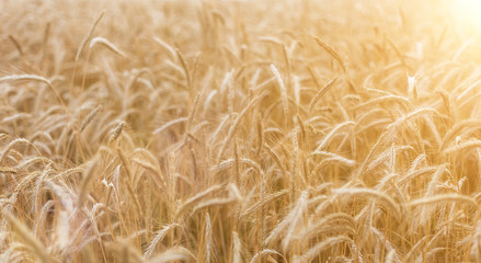 Ripening ears of wheat field on the background of the setting sun