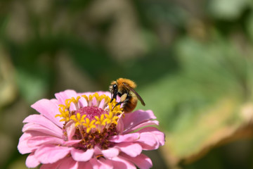 ape su un fiore