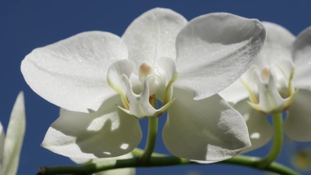 Exotic orchid plant against blue sky close-up 4K 2160p 30fps UltraHD footage - Beautiful Orchidaceae Asparagales flower details 3840X2160 UHD video 