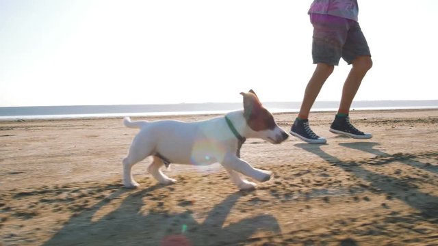 Young happy playing with cute puppy dog Jack Russell terrier on beach, slow motion