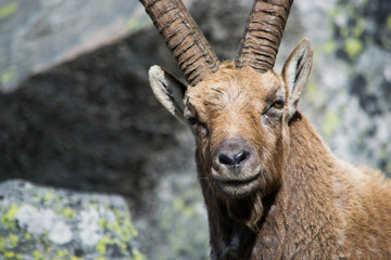 Alpine Ibex nel suo habitat naturale, la montagna