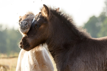 Obraz premium Spielende Islandfohlen