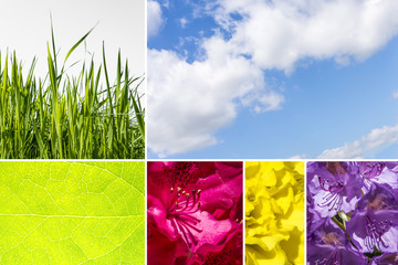 Collage of nature photos with cloudy sky, grass, leaf and flowers