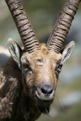 Alpine Ibex nel suo habitat naturale, la montagna