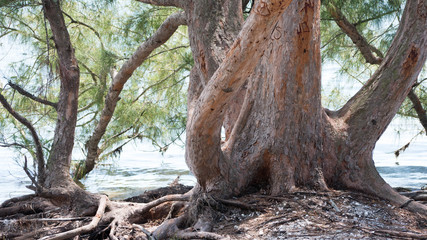 Fototapeta premium Trees on the beach