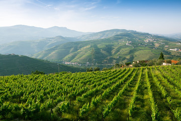 Vineyards on the green hills. Douro Valley, Portugal. - obrazy, fototapety, plakaty